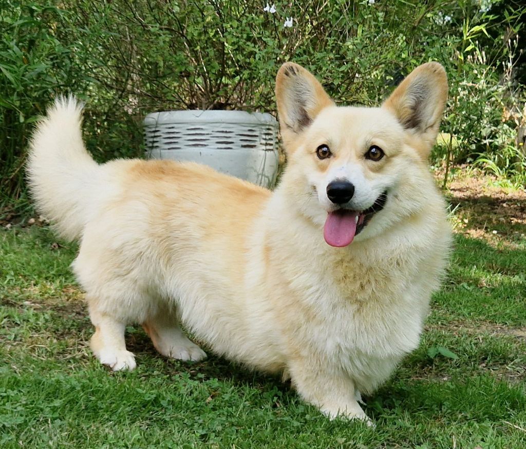 Night Keepish Griliazh