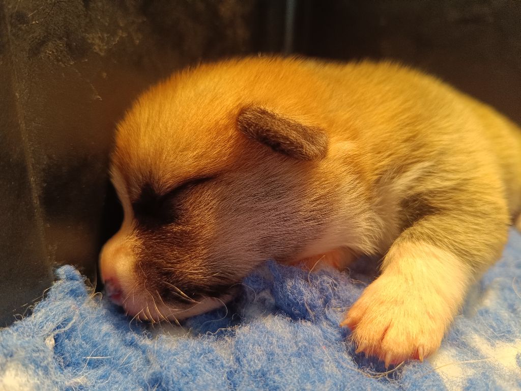 du Logeo de l'Ixaro - Chiots disponibles - Welsh Corgi Pembroke