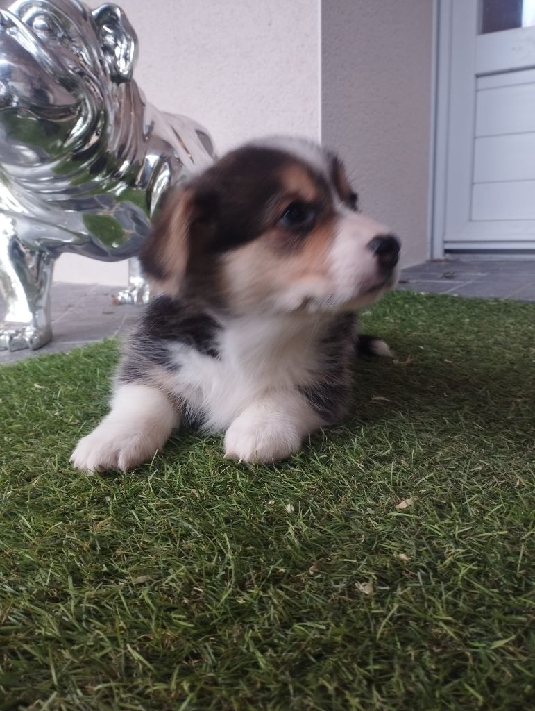 du Logeo de l'Ixaro - Chiots disponibles - Welsh Corgi Pembroke