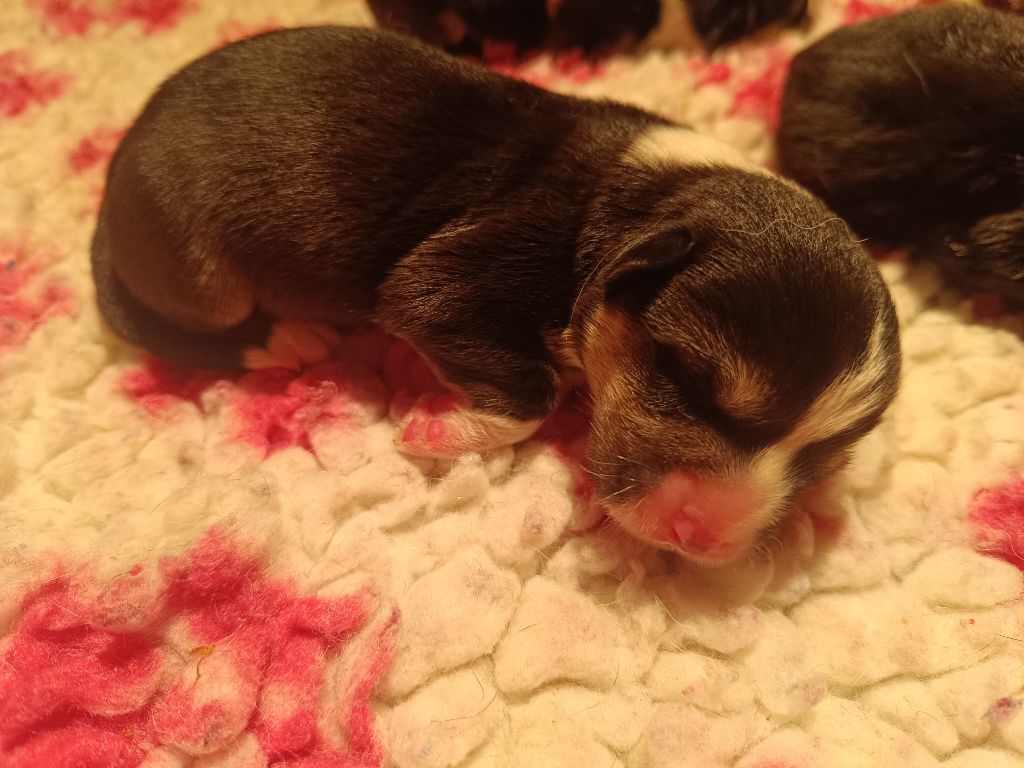 du Logeo de l'Ixaro - Chiots disponibles - Welsh Corgi Pembroke