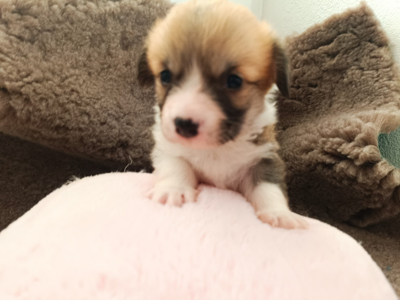 du Logeo de l'Ixaro - Chiots disponibles - Welsh Corgi Pembroke
