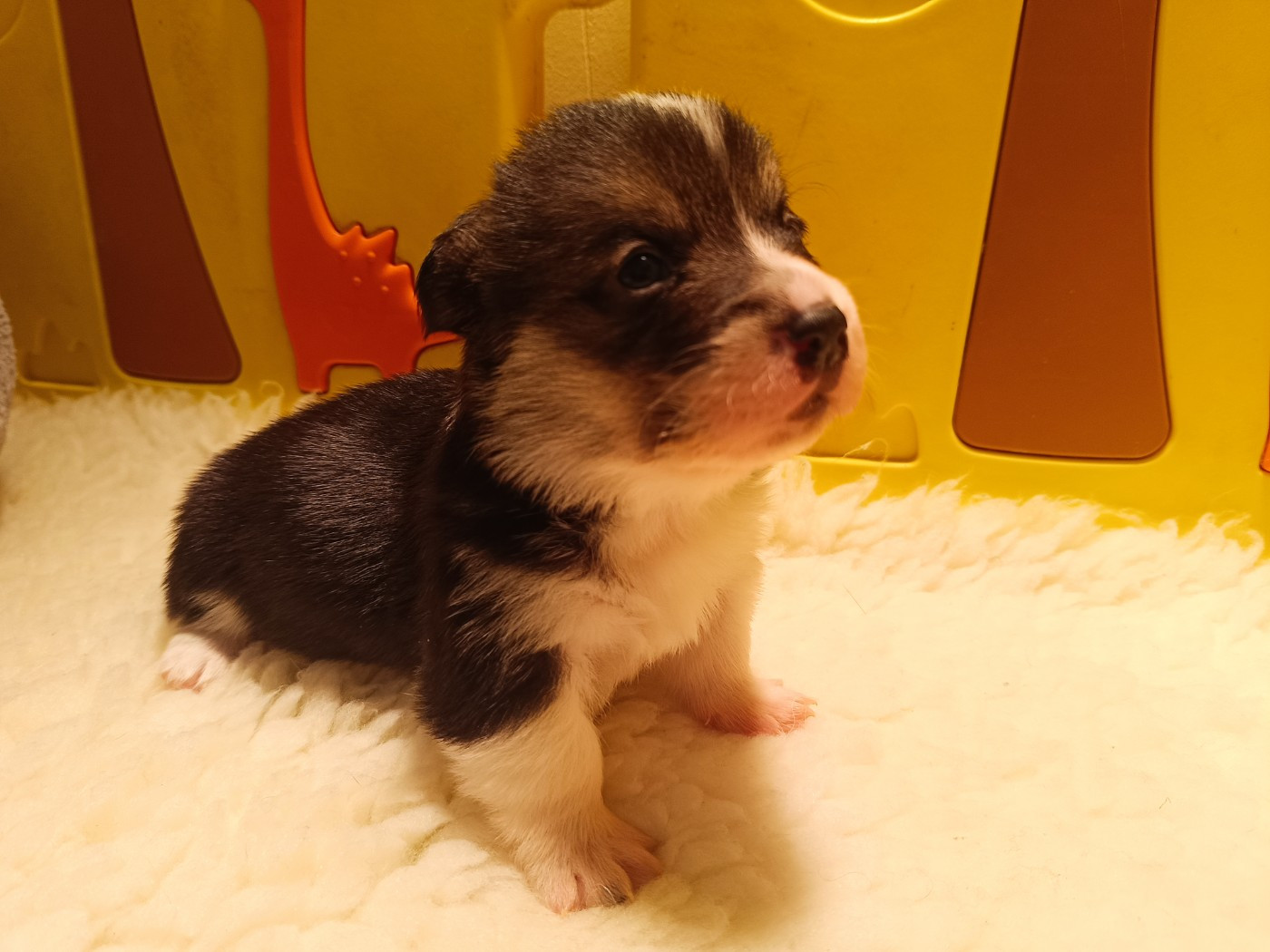 du Logeo de l'Ixaro - Chiots disponibles - Welsh Corgi Pembroke