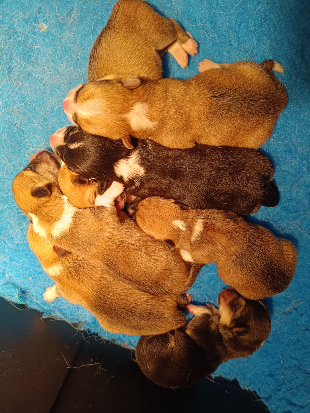 Chiot Welsh Corgi Pembroke du Logeo de l'Ixaro