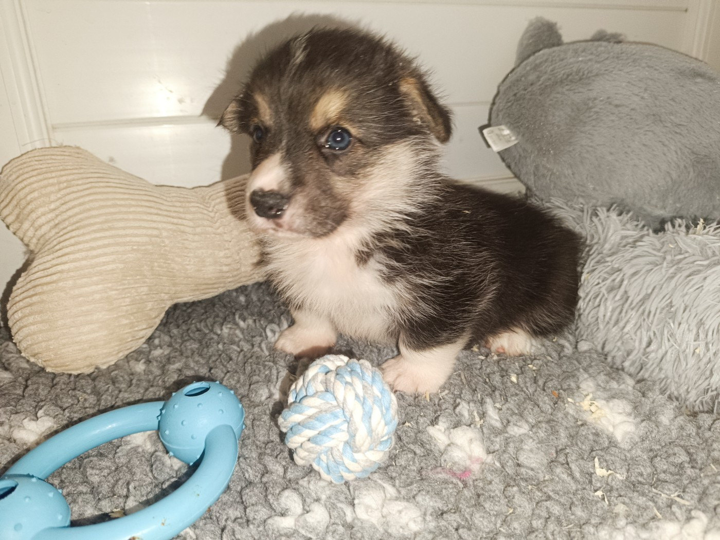du Logeo de l'Ixaro - Chiots disponibles - Welsh Corgi Pembroke