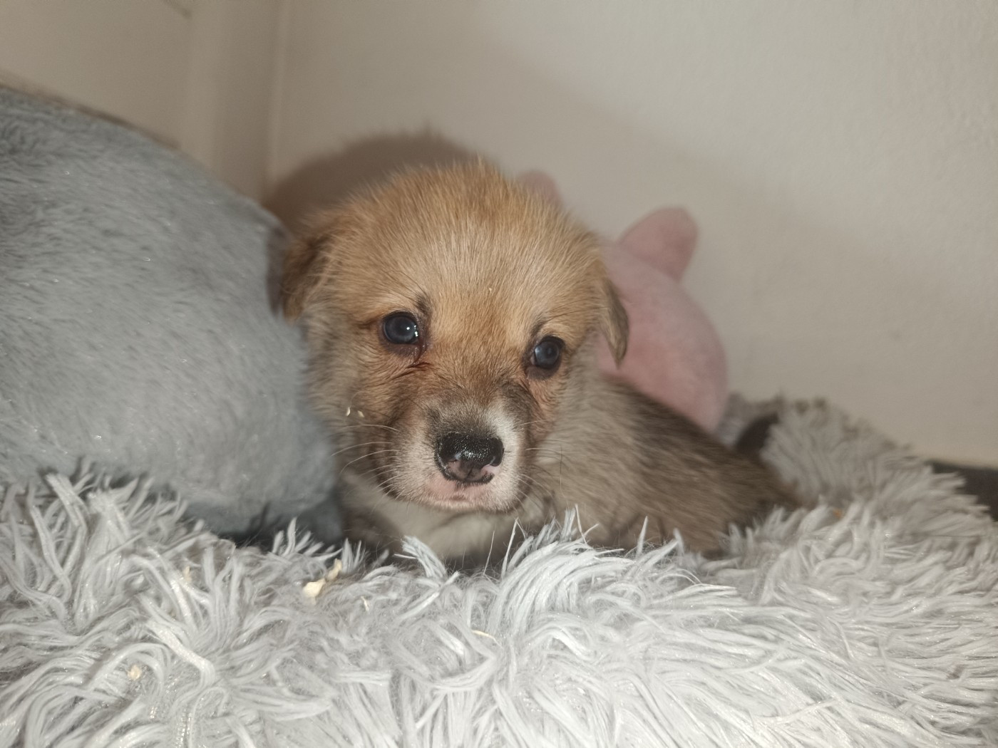 du Logeo de l'Ixaro - Chiots disponibles - Welsh Corgi Pembroke