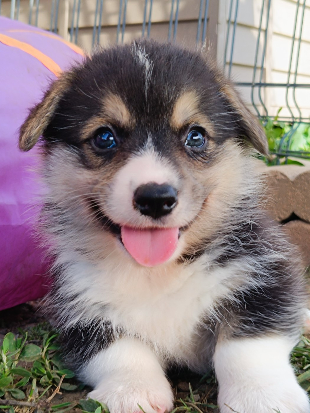 du Logeo de l'Ixaro - Chiots disponibles - Welsh Corgi Pembroke