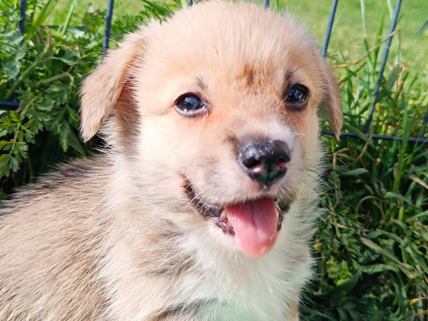 du Logeo de l'Ixaro - Chiots disponibles - Welsh Corgi Pembroke