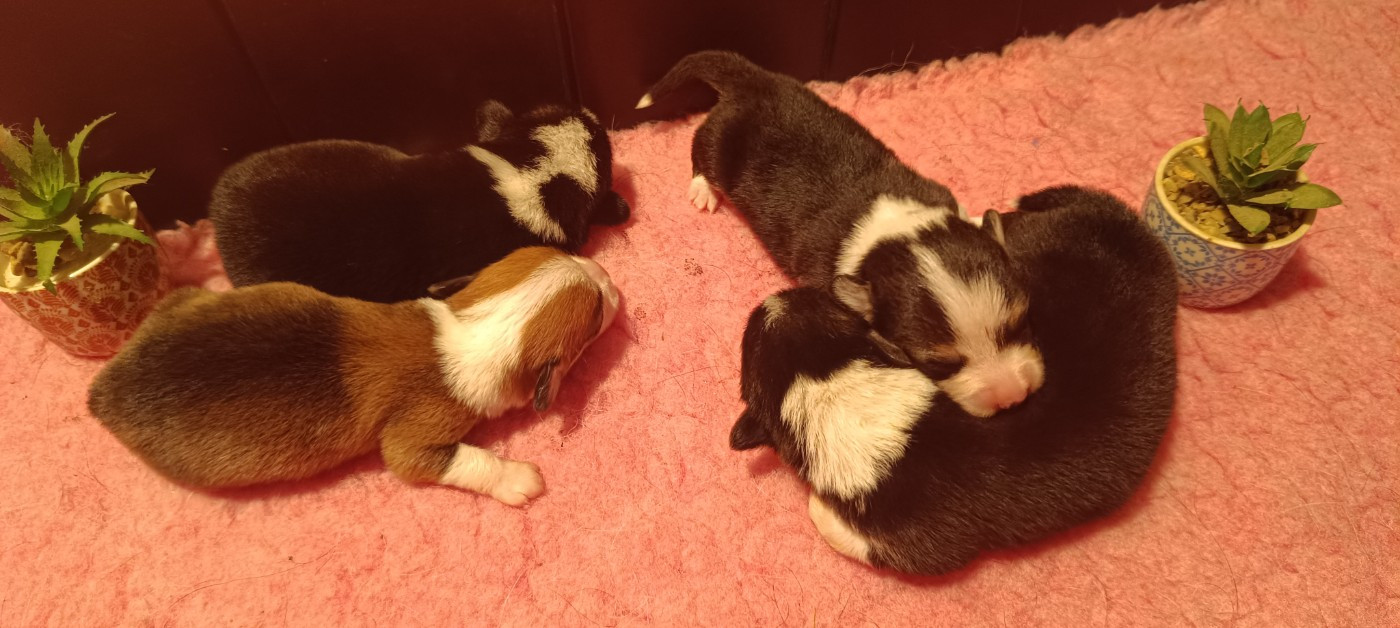 Chiot Welsh Corgi Pembroke du Logeo de l'Ixaro