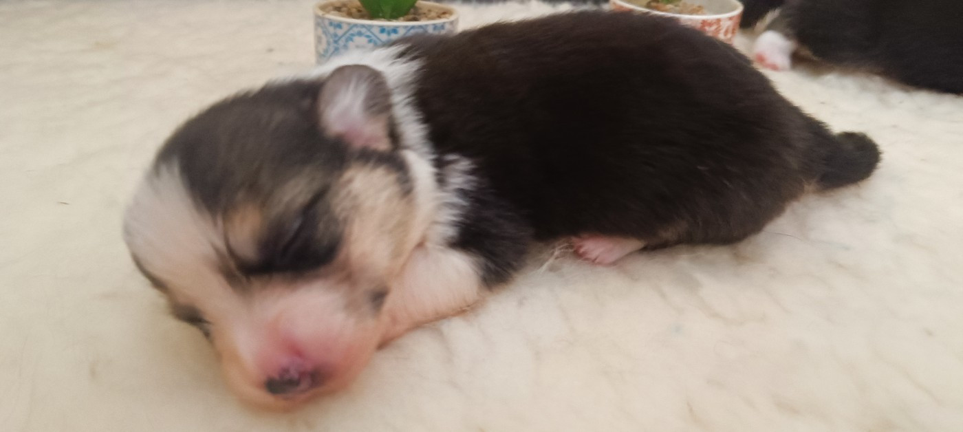 du Logeo de l'Ixaro - Chiots disponibles - Welsh Corgi Pembroke