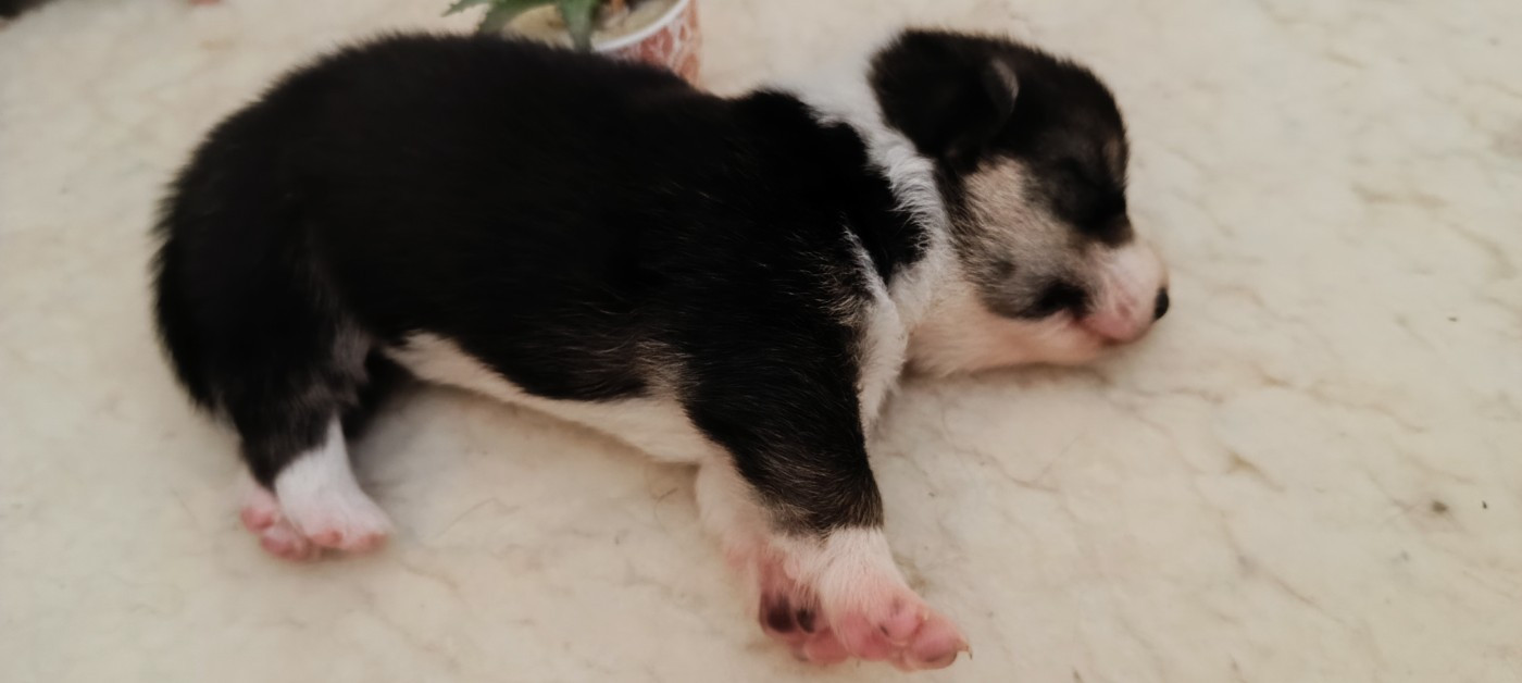 du Logeo de l'Ixaro - Chiots disponibles - Welsh Corgi Pembroke