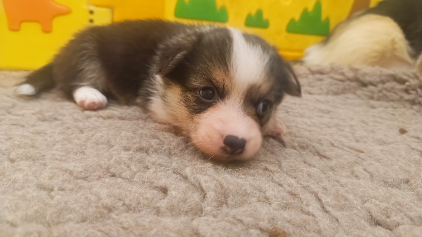 du Logeo de l'Ixaro - Chiots disponibles - Welsh Corgi Pembroke