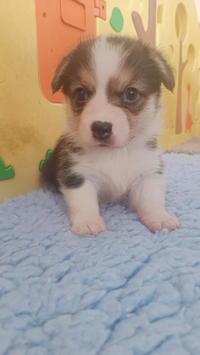 du Logeo de l'Ixaro - Chiots disponibles - Welsh Corgi Pembroke