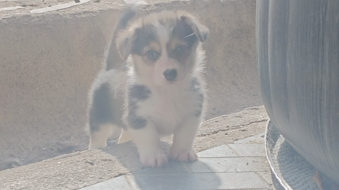 du Logeo de l'Ixaro - Chiots disponibles - Welsh Corgi Pembroke