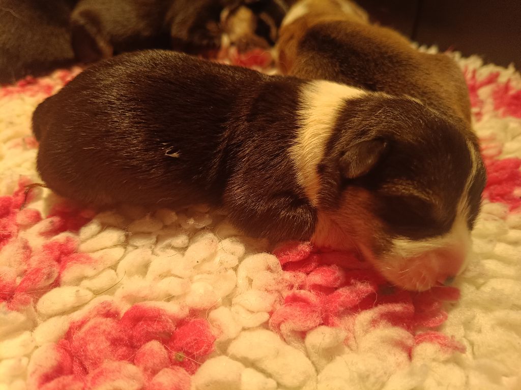du Logeo de l'Ixaro - Chiots disponibles - Welsh Corgi Pembroke