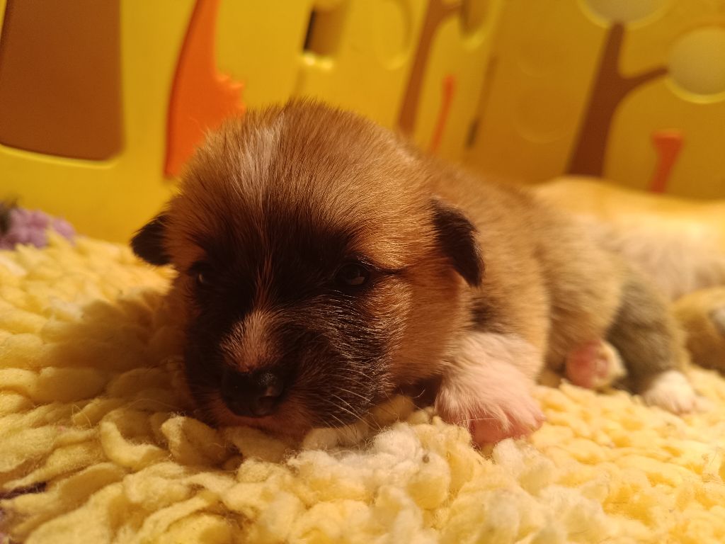 du Logeo de l'Ixaro - Chiots disponibles - Welsh Corgi Pembroke