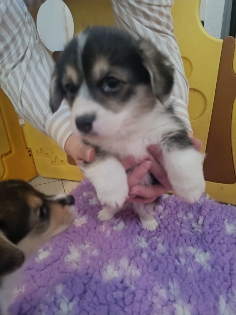 du Logeo de l'Ixaro - Chiots disponibles - Welsh Corgi Pembroke