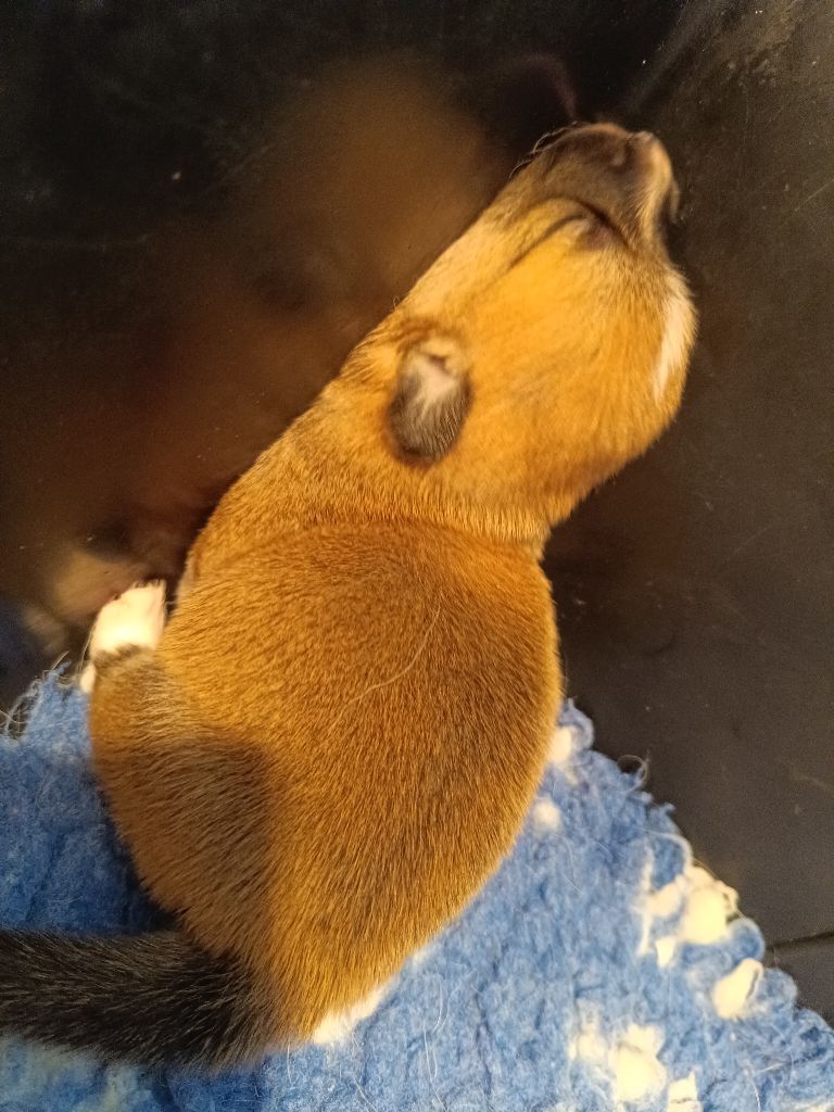 du Logeo de l'Ixaro - Chiots disponibles - Welsh Corgi Pembroke
