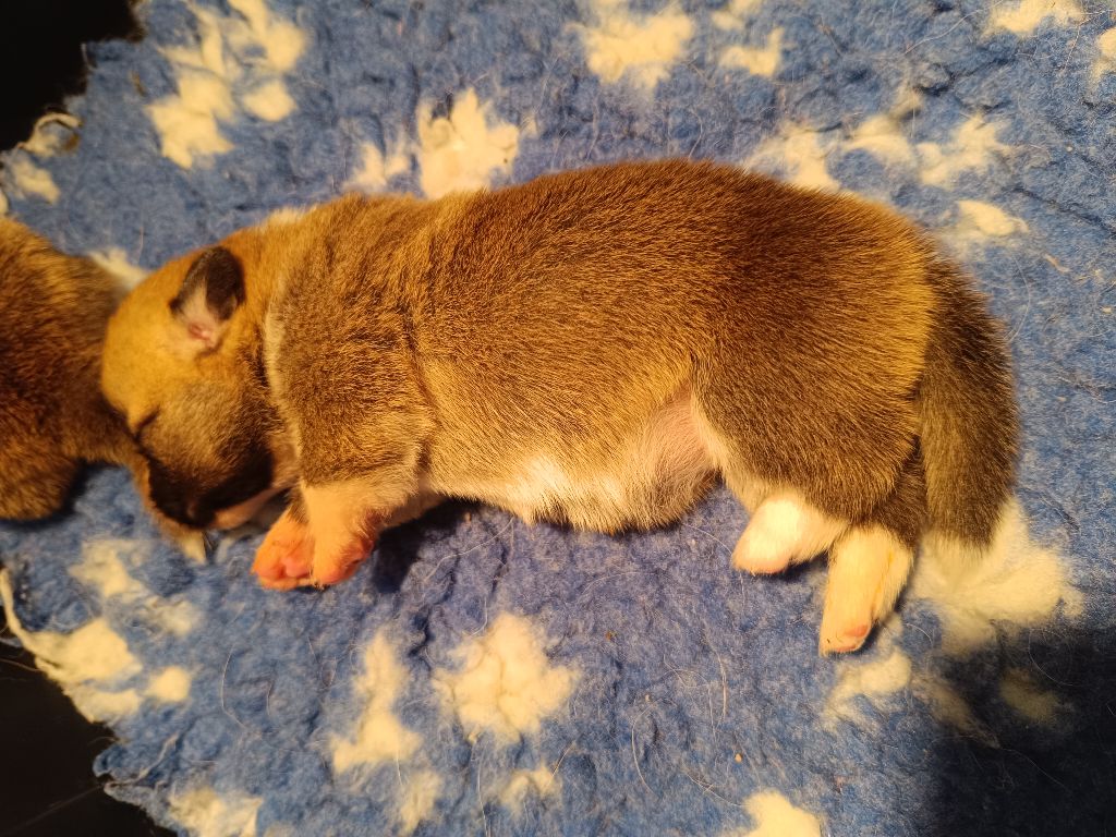 du Logeo de l'Ixaro - Chiots disponibles - Welsh Corgi Pembroke