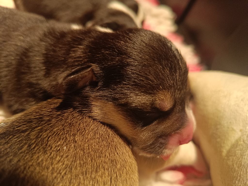 du Logeo de l'Ixaro - Chiots disponibles - Welsh Corgi Pembroke