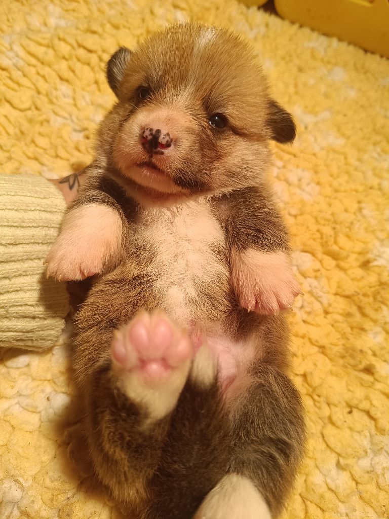 du Logeo de l'Ixaro - Chiots disponibles - Welsh Corgi Pembroke