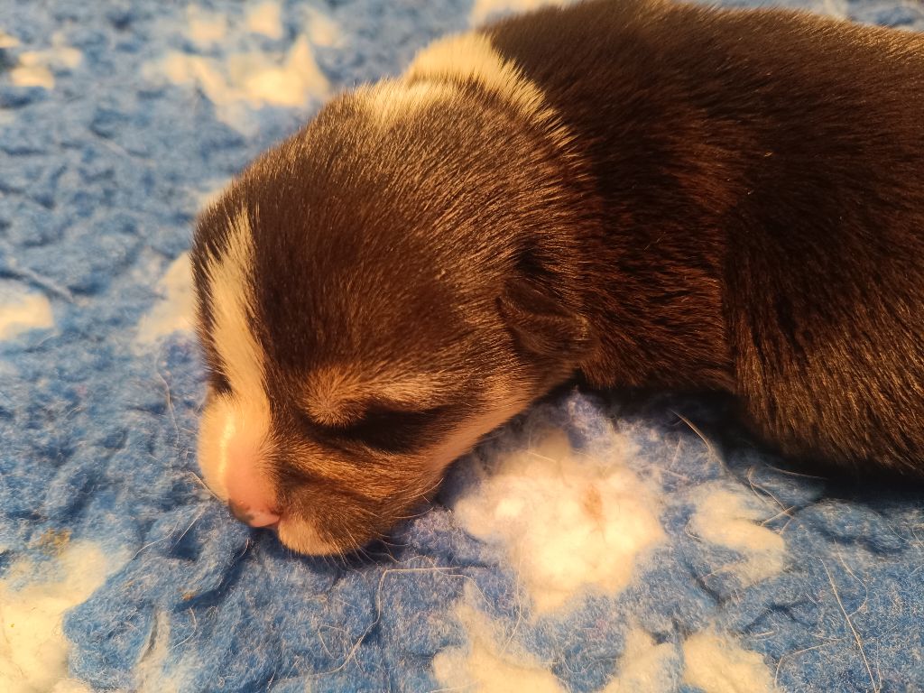 du Logeo de l'Ixaro - Chiots disponibles - Welsh Corgi Pembroke