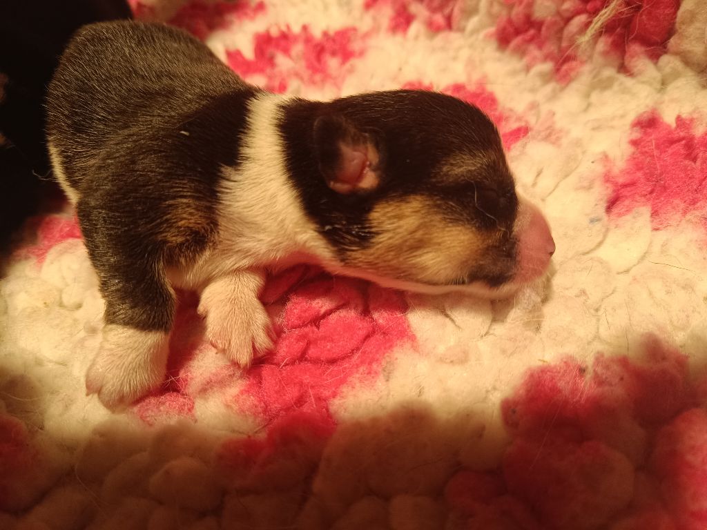 du Logeo de l'Ixaro - Chiots disponibles - Welsh Corgi Pembroke