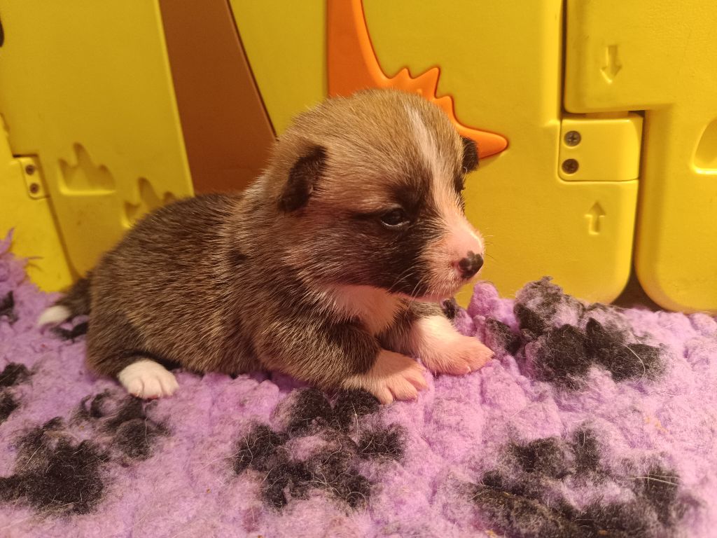 du Logeo de l'Ixaro - Chiots disponibles - Welsh Corgi Pembroke