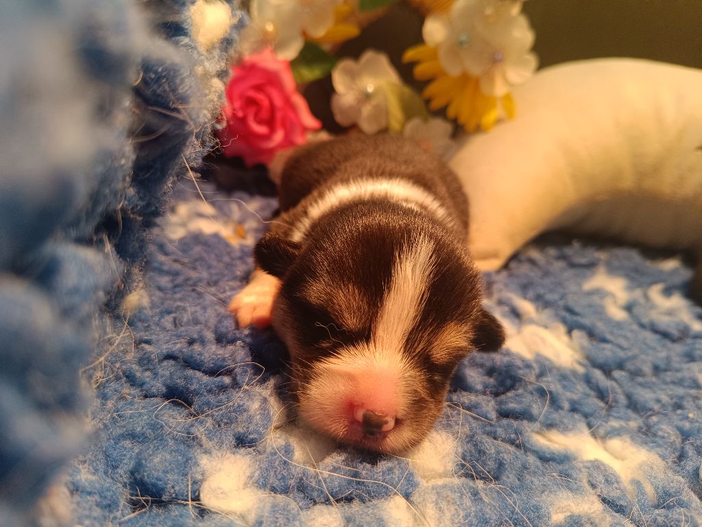 du Logeo de l'Ixaro - Chiots disponibles - Welsh Corgi Pembroke