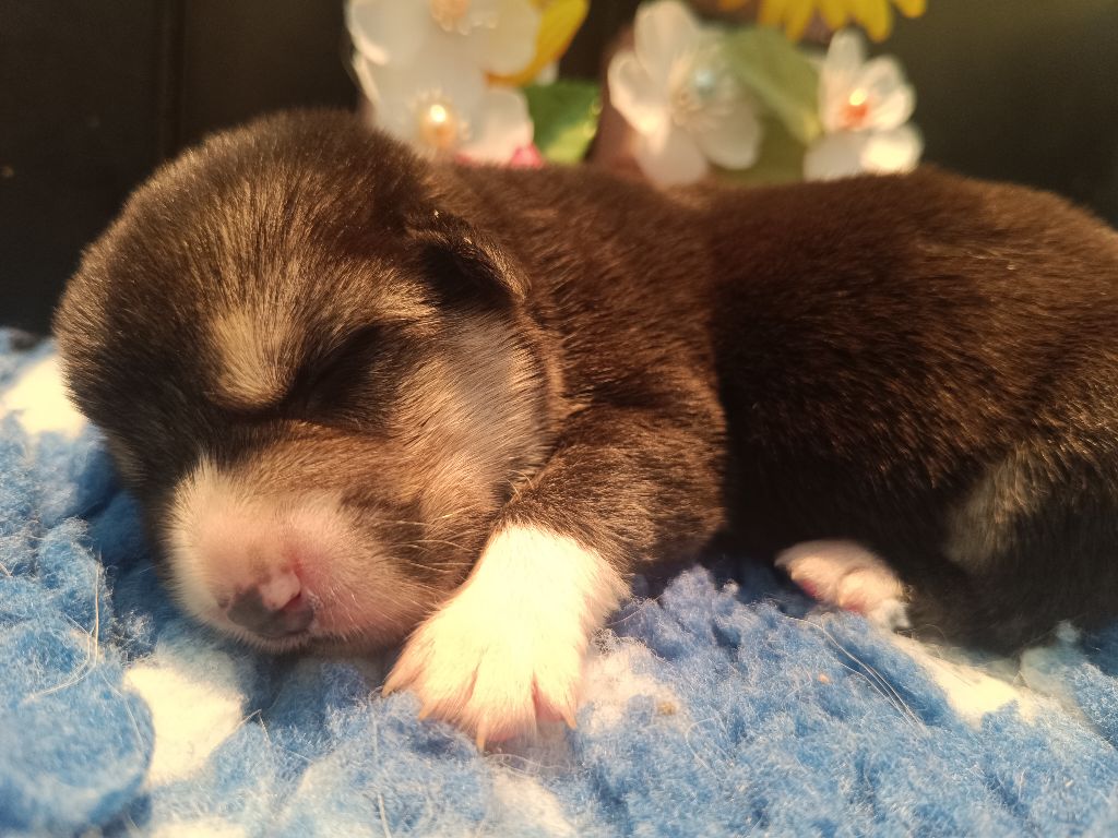 du Logeo de l'Ixaro - Chiots disponibles - Welsh Corgi Pembroke
