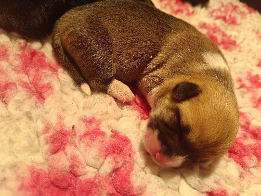 du Logeo de l'Ixaro - Chiots disponibles - Welsh Corgi Pembroke