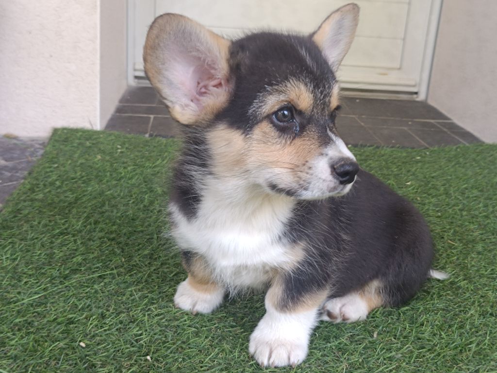 du Logeo de l'Ixaro - Chiots disponibles - Welsh Corgi Pembroke