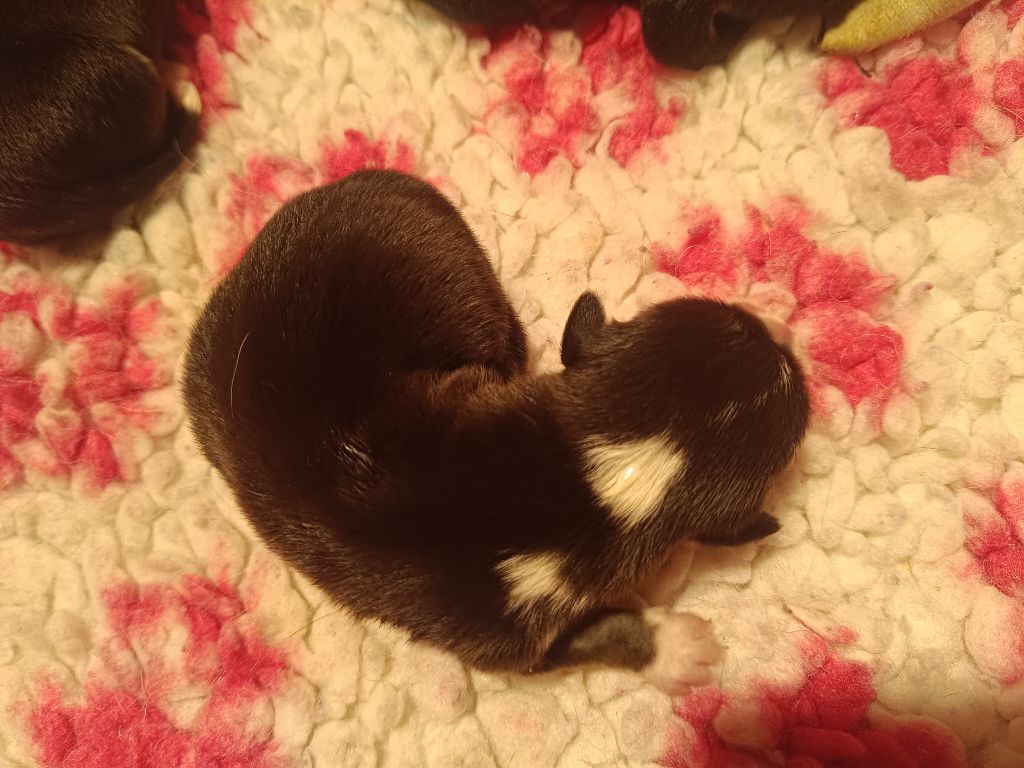 du Logeo de l'Ixaro - Chiots disponibles - Welsh Corgi Pembroke